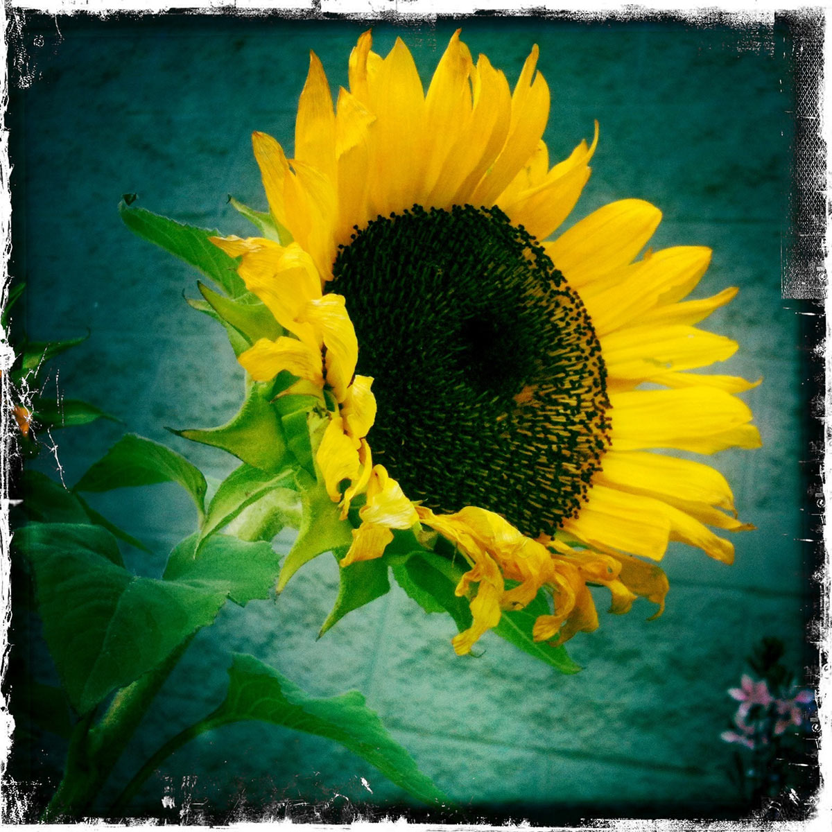 placeholder image-sq